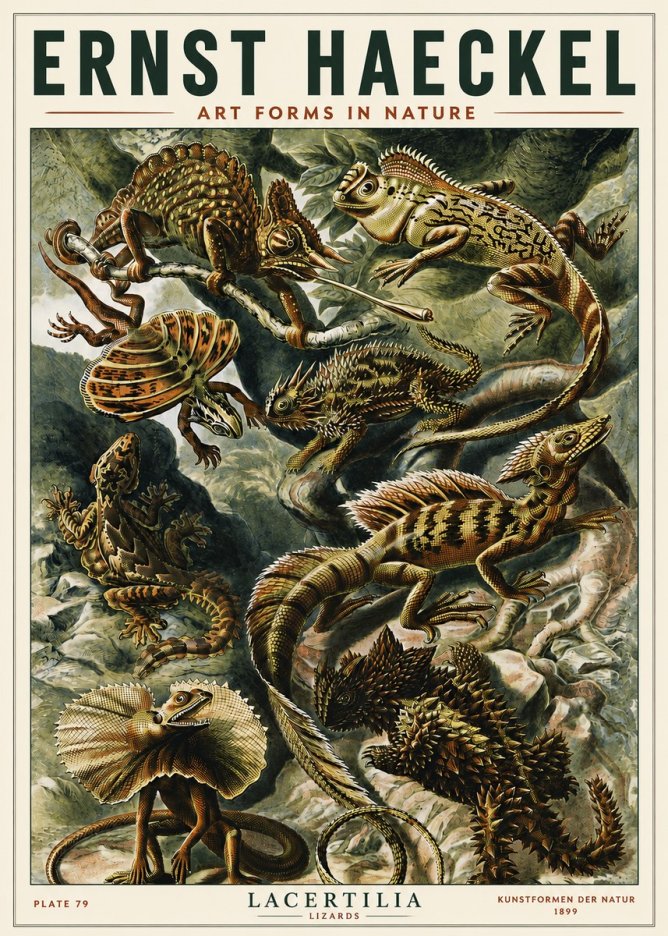 Ernst Haeckel Lacertilia Lizards No5 - Poster