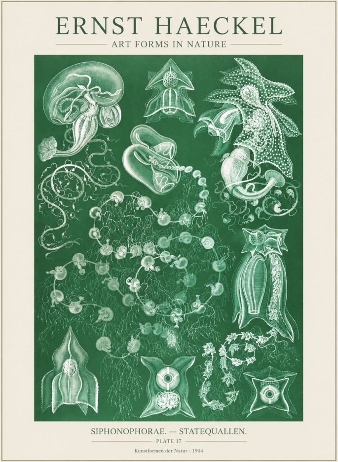 Ernst Haeckel Siphonophorae. — Statequallen. Plate 17 No3 - Poster
