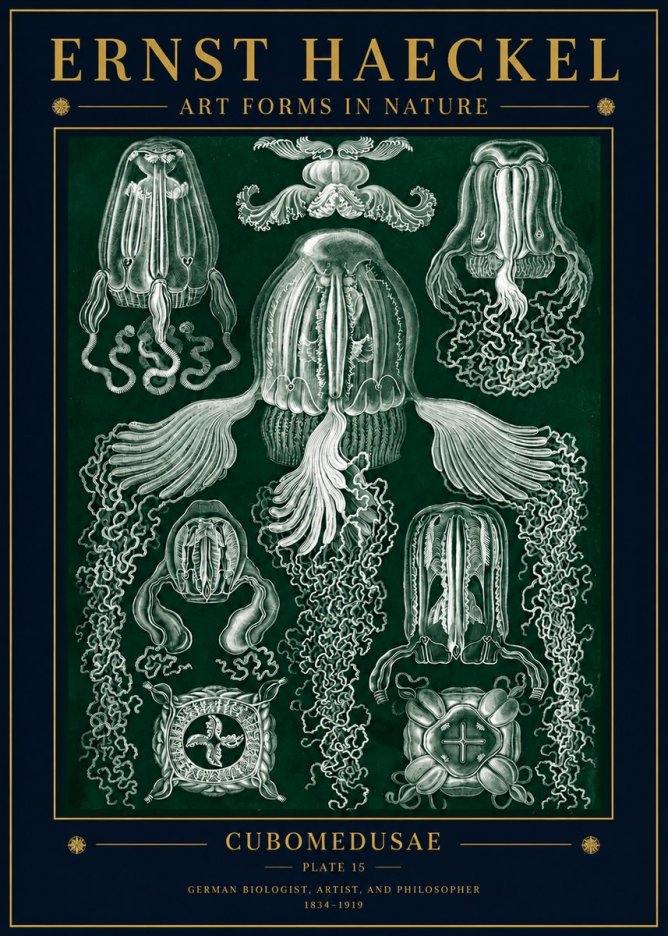 Ernst Haeckel Cubomedusae No5 - Poster
