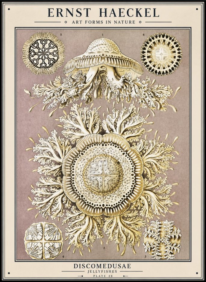 Ernst Haeckel Discomedusae No1 - Poster