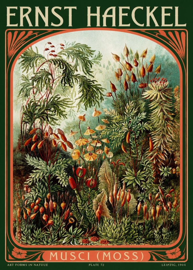Ernst Haeckel Musci (Moss) No2 - Poster