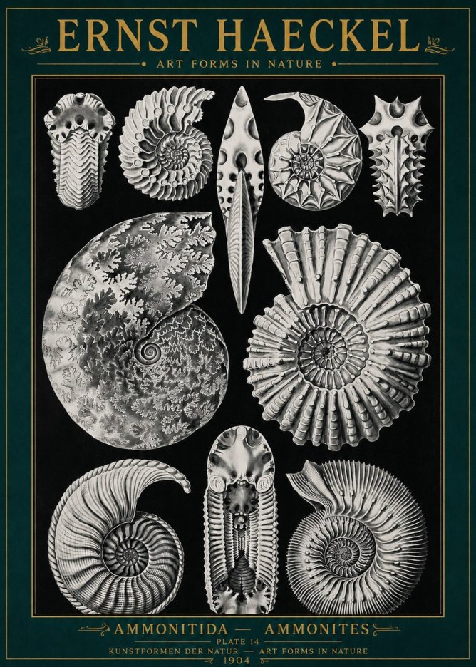 Ernst Haeckel Ammonitida - Ammonites No4 - Poster