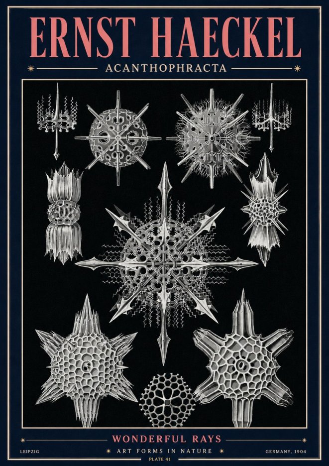 Ernst Haeckel Acanthophracta - Wonderful Rays No4 - Poster