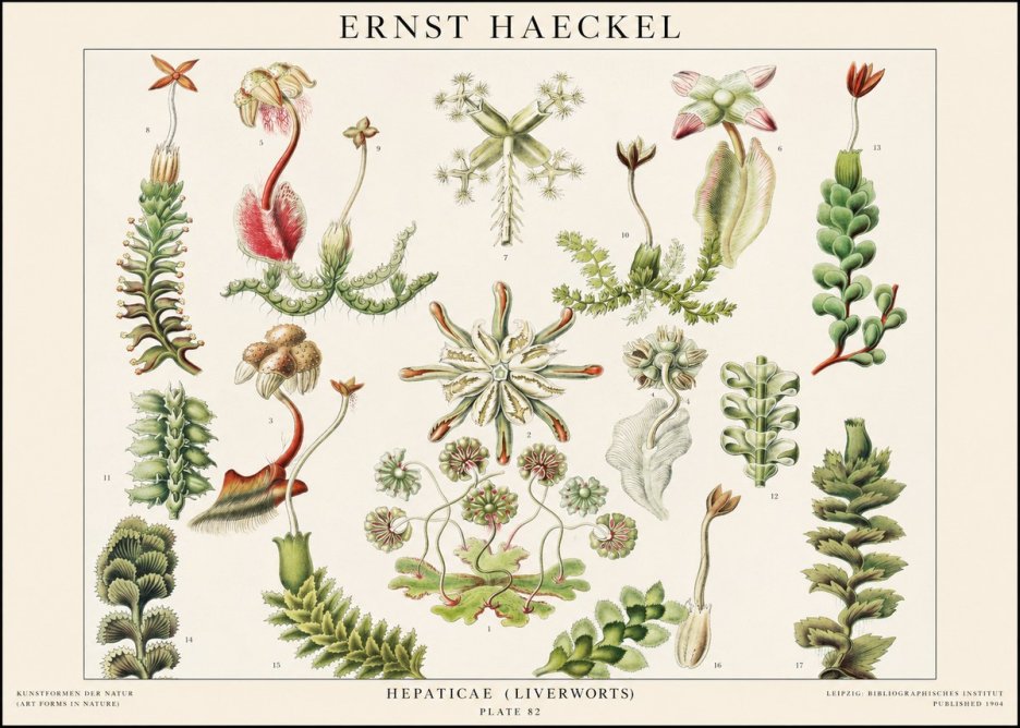 Ernst Haeckel Hepaticae (Liverworts) - Plate 82 No1 - Poster