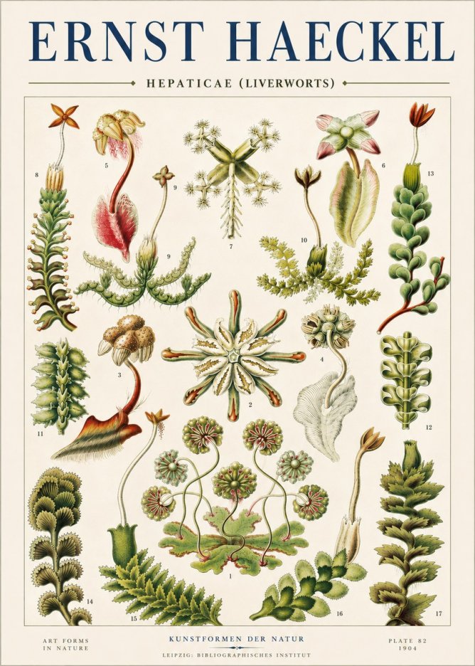 Ernst Haeckel Hepaticae (Liverworts) - Plate 82 No4 - Poster