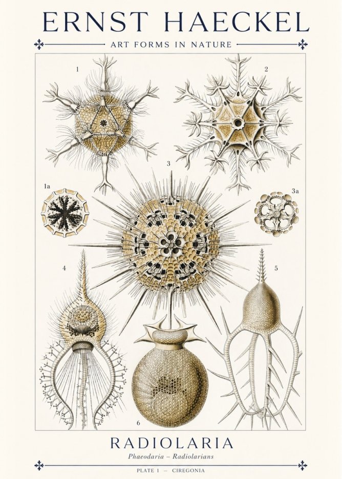 Ernst Haeckel Radiolaria - Plate 1 - Ciregonia No1 - Poster