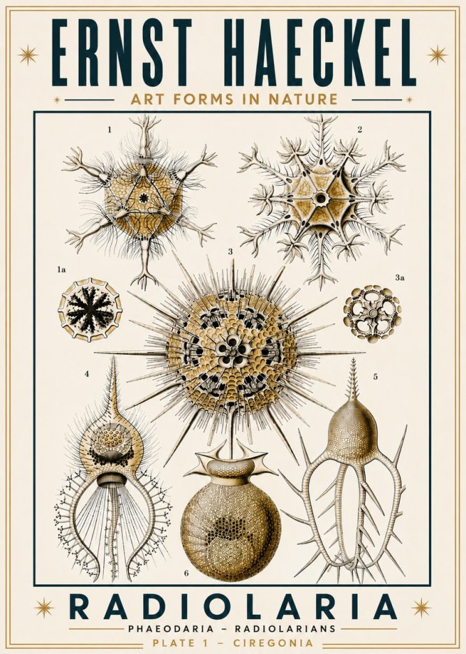 Ernst Haeckel Radiolaria - Plate 1 - Ciregonia No6 - Poster