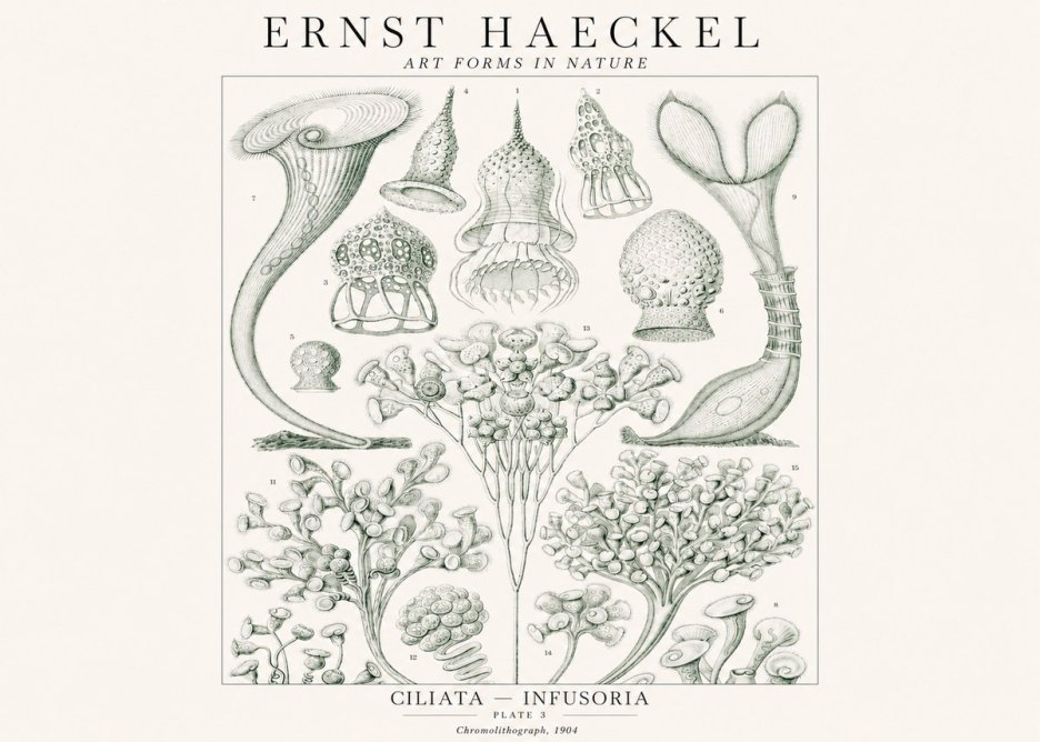Ernst Haeckel Ciliata - Infusoria - Plate 3 No1 - Poster