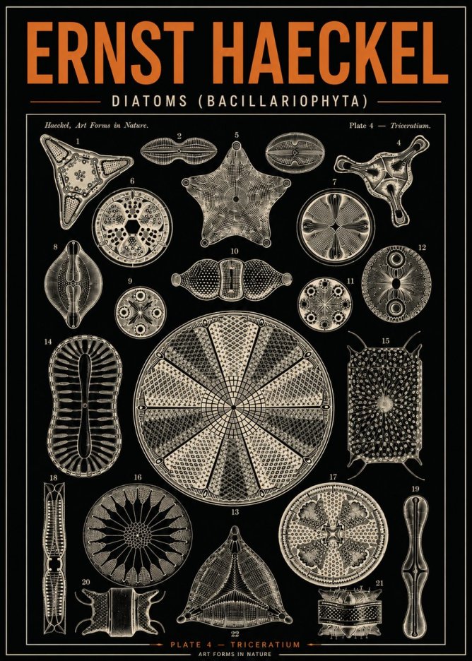 Ernst Haeckel Diatoms (Bacillariophyta) Plate 4 – Triceratium No4 - Poster