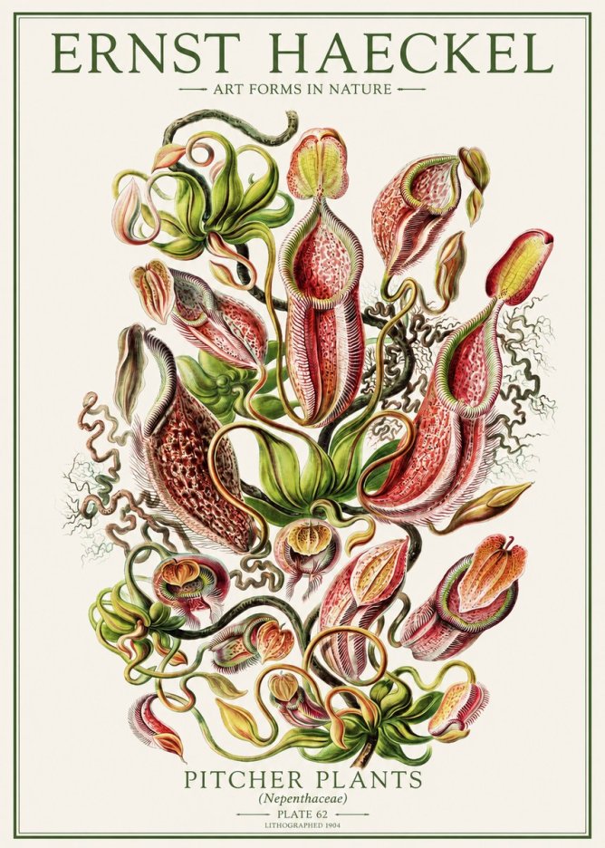 Ernst Haeckel Pitcher Plants No1 - Poster
