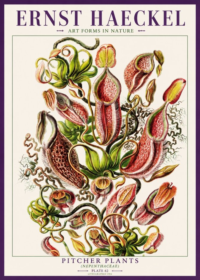 Ernst Haeckel Pitcher Plants No3 - Poster