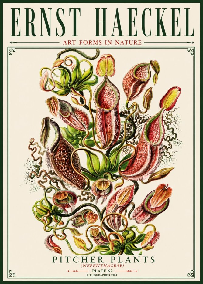 Ernst Haeckel Pitcher Plants No5 - Poster