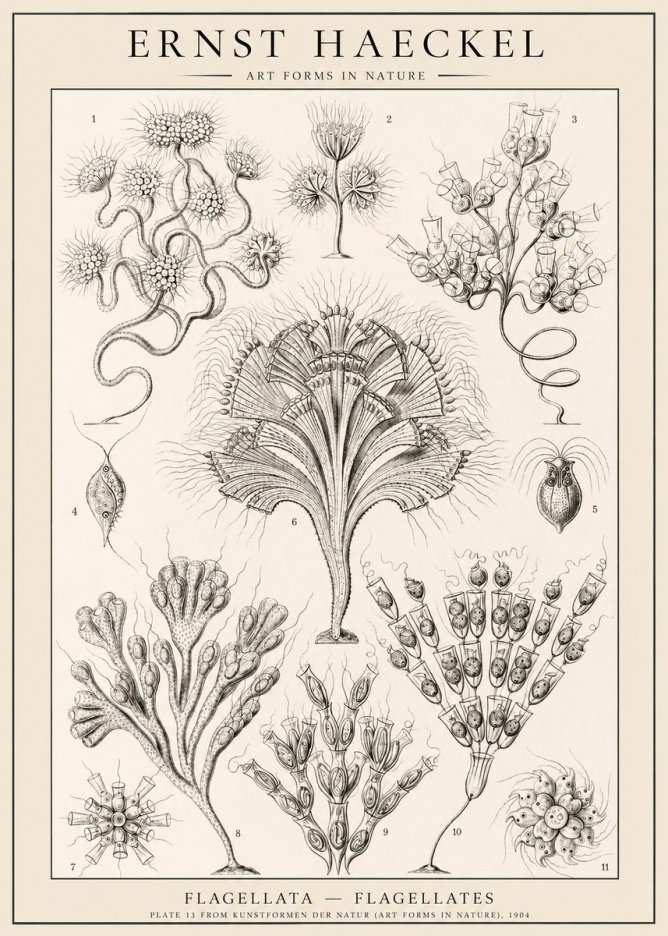 Ernst Haeckel Flagellata - Flagellates No1 - Poster