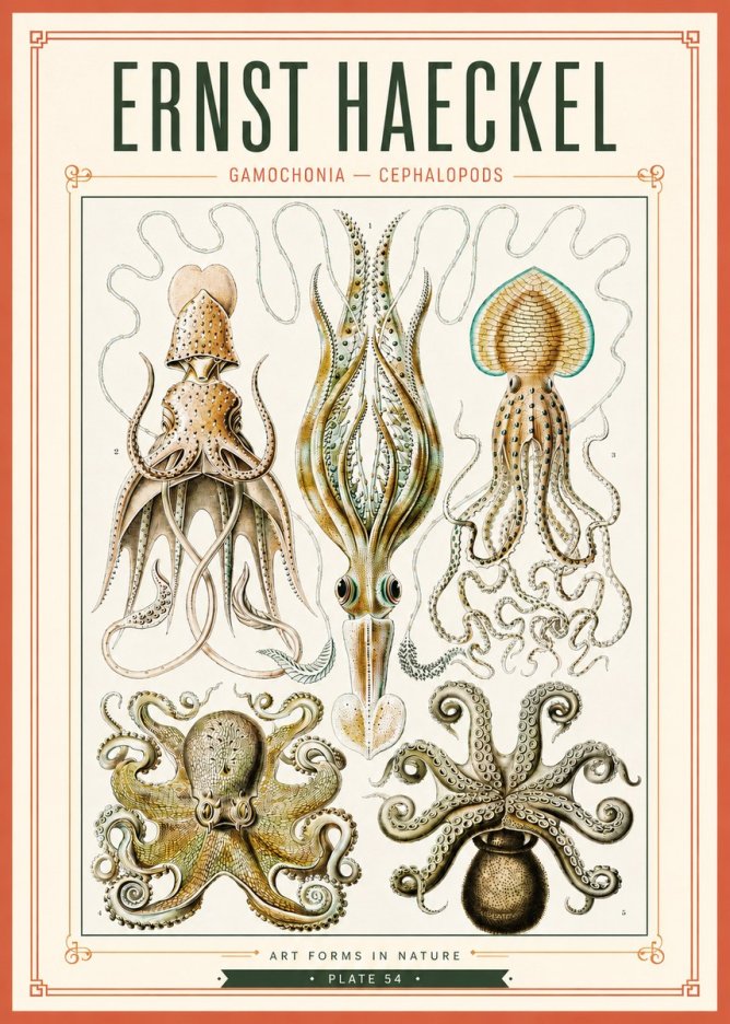 Ernst Haeckel Cephalopods Octopuses and Squid No4 - Poster