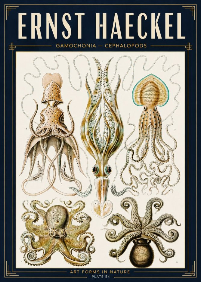 Ernst Haeckel Cephalopods Octopuses and Squid No5 - Poster