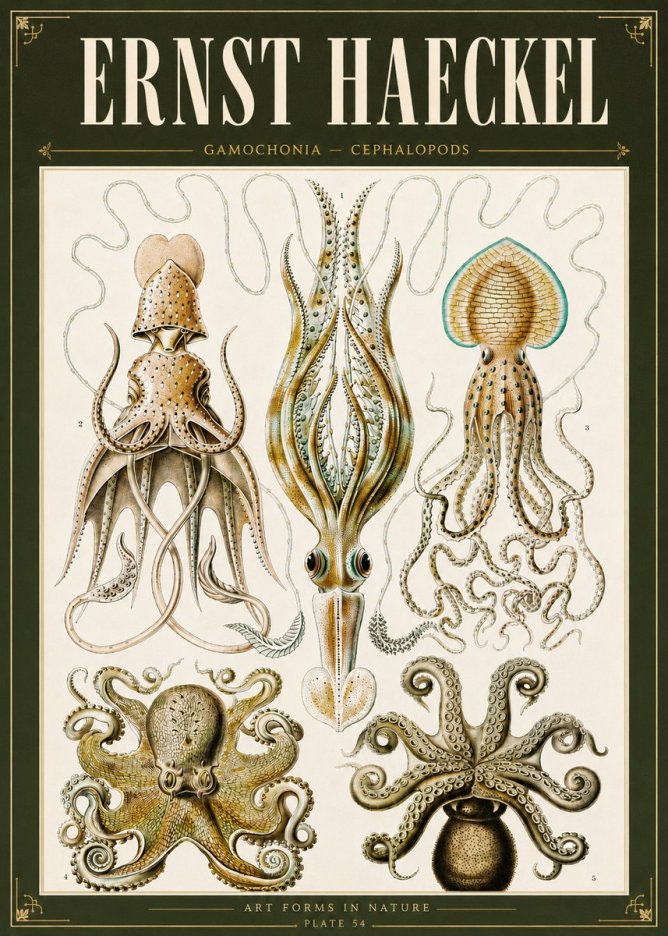 Ernst Haeckel Cephalopods Octopuses and Squid No6 - Poster