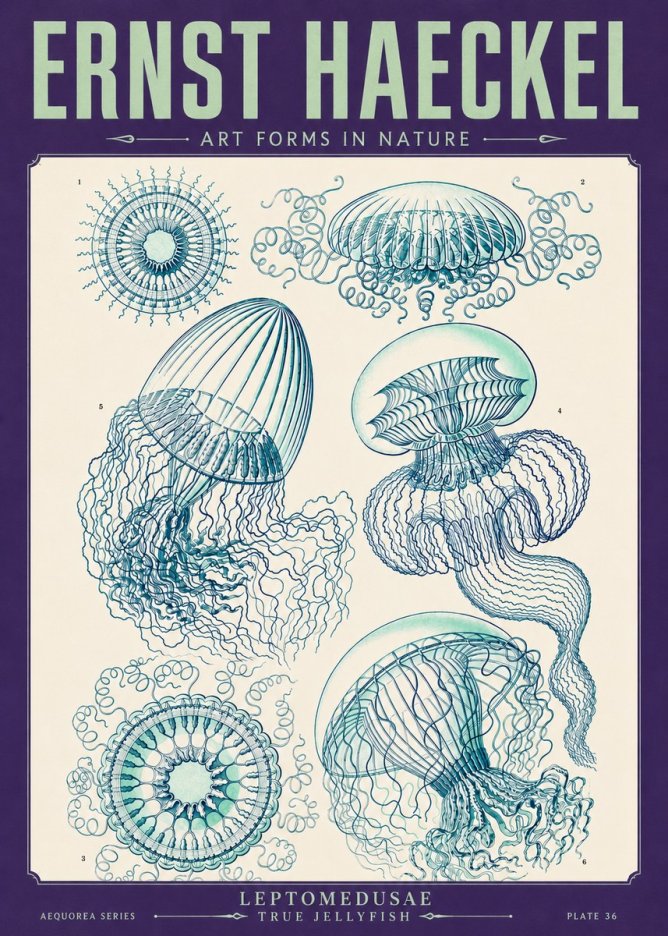 Ernst Haeckel Leptomedusae True Jellyfish No4 - Poster