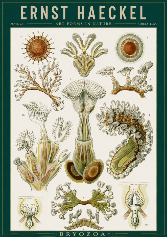 Ernst Haeckel Cristatella No2 - Poster