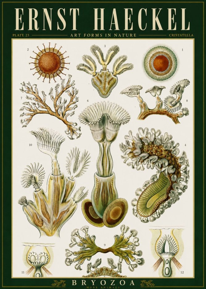 Ernst Haeckel Cristatella No6 - Poster