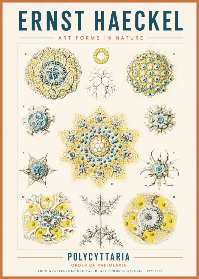 Ernst Haeckel Polycyttaria – Order of Radiolaria No3 - Poster