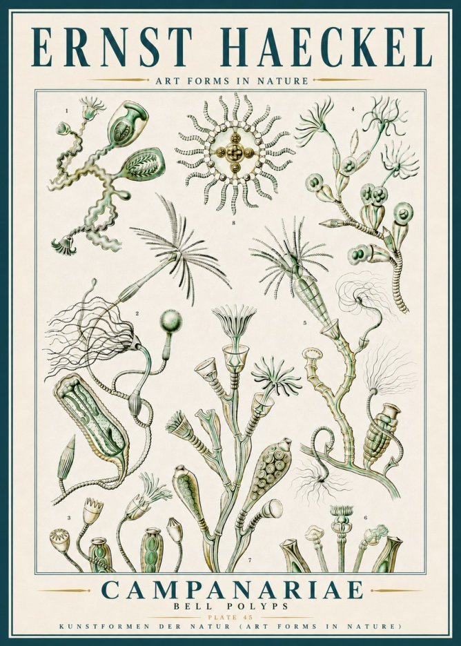 Ernst Haeckel Campanariae – Bell Polyps No5 - Poster