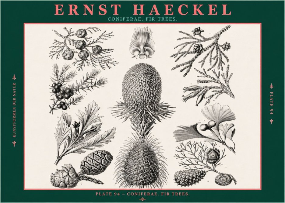 Ernst Haeckel Coniferae. Fir Trees. No2 - Poster