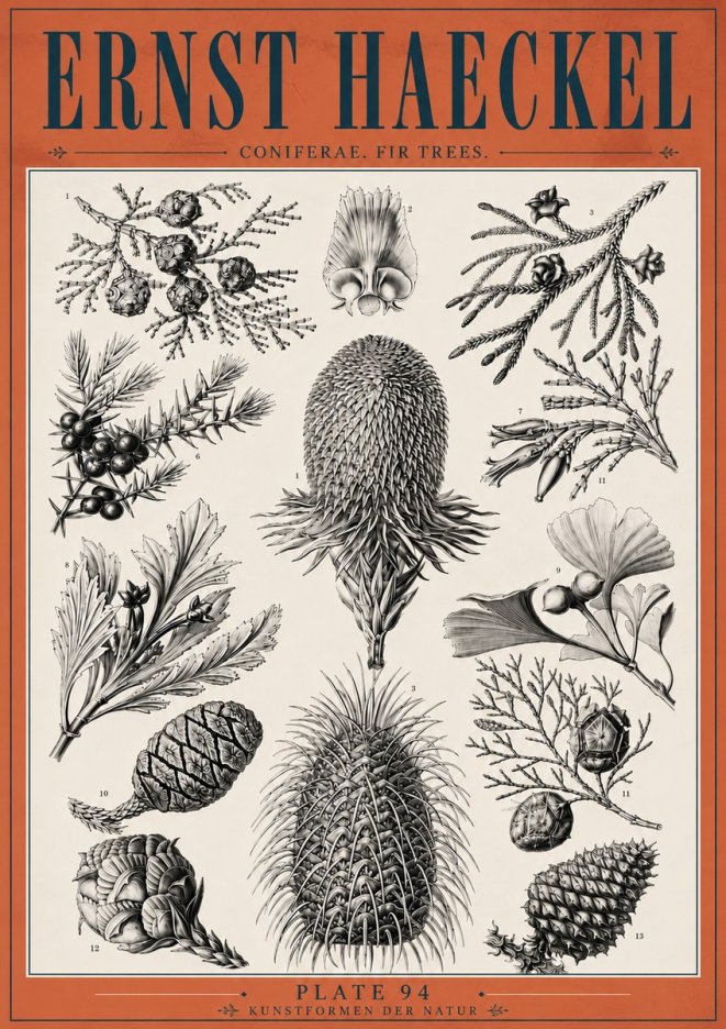Ernst Haeckel Coniferae. Fir Trees. No6 - Poster