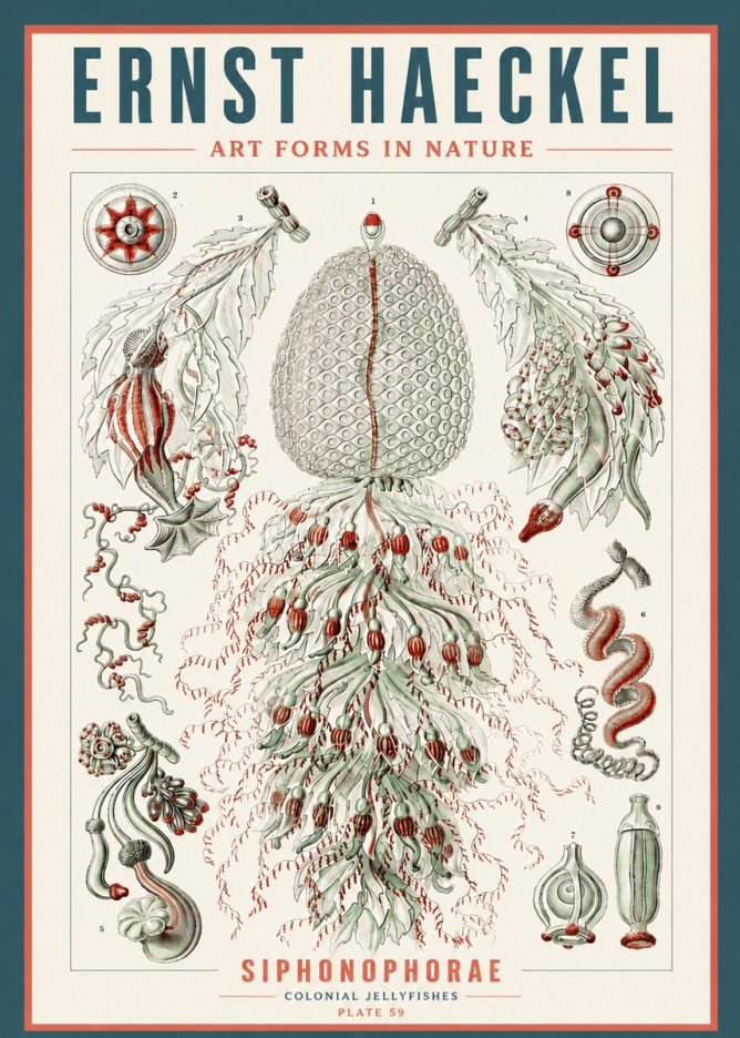 Ernst Haeckel Siphonophorae - State Colonies No5 - Poster