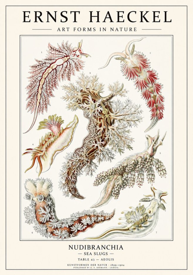 Ernst Haeckel Nudibranchia – Sea Slugs No3 - Poster