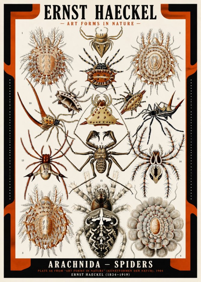 Ernst Haeckel Arachnida — Spiders No2 - Poster