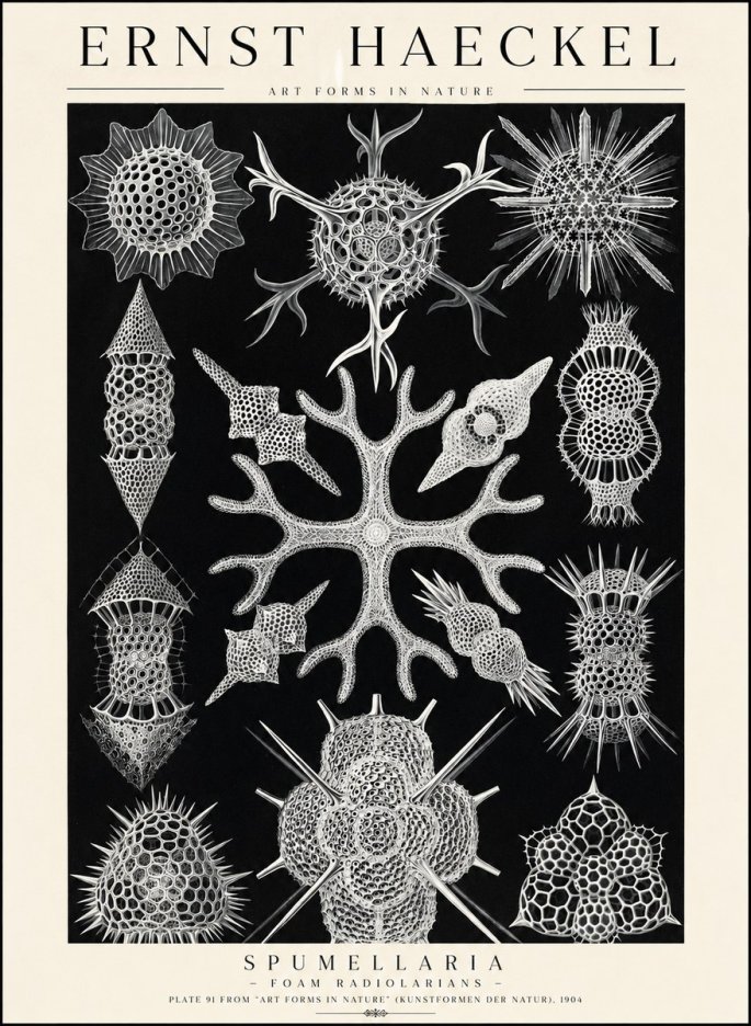 Ernst Haeckel Spumellaria No1 - Poster