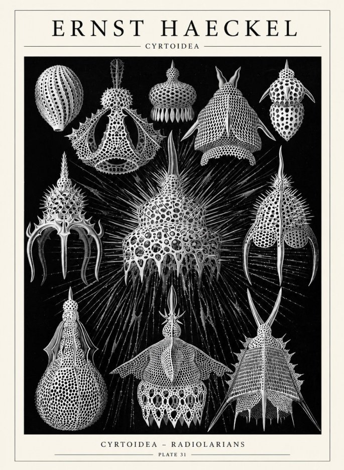 Ernst Haeckel Cyrtoidea - Starry Radiolarians No6 - Poster