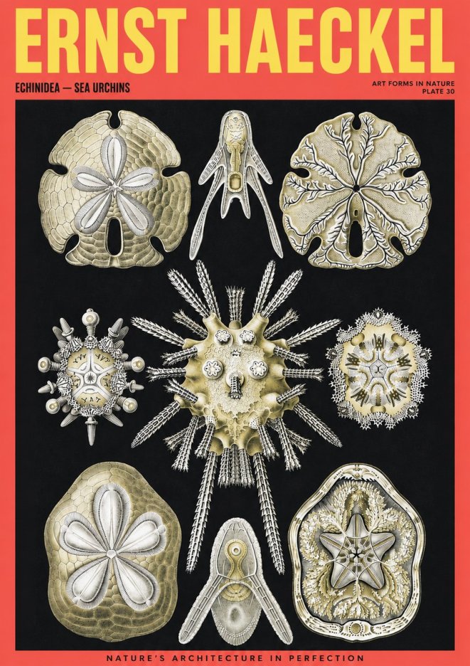 Ernst Haeckel Echinidea — Sea Urchins No2 - Poster
