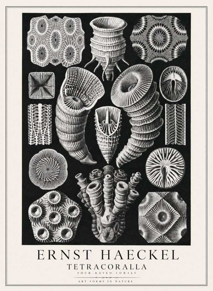 Ernst Haeckel Tetracoralla - Four-rayed Corals No3 - Poster