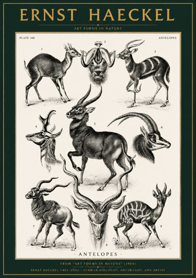 Ernst Haeckel Antelopes No2 - Poster