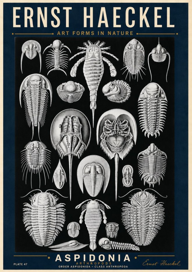 Ernst Haeckel Aspidonia No6 - Poster