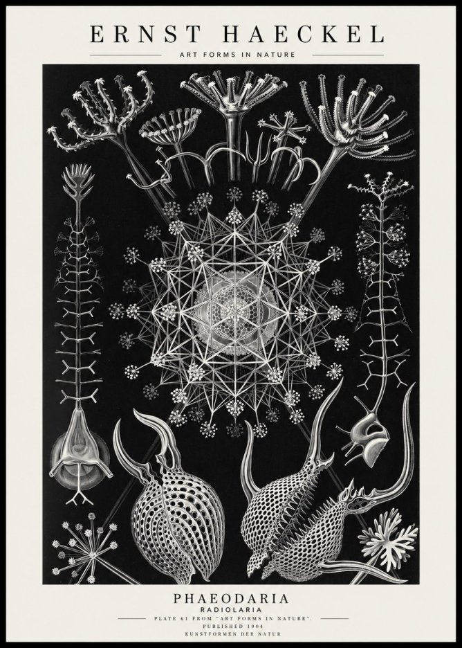 Ernst Haeckel Phaeodaria Radiolarians - Plate 61 No4 - Poster