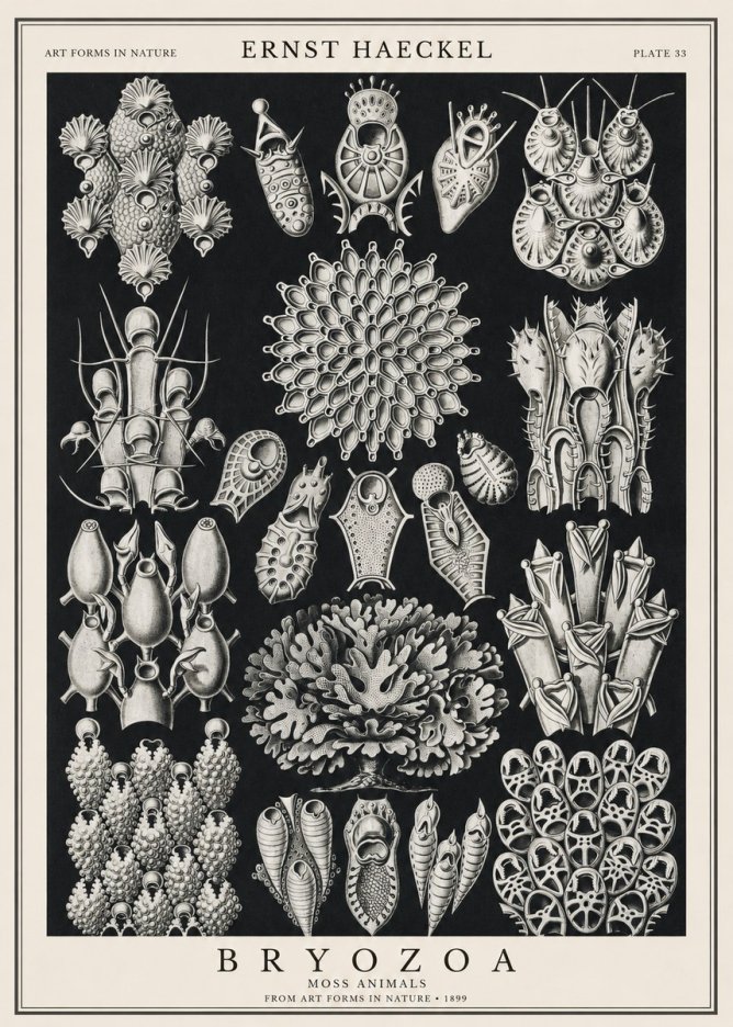 Ernst Haeckel Bryozoa No1 - Poster