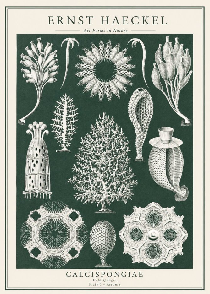 Ernst Haeckel Calcispongiae - Calcisponiges - Plate 5 - Asconia No1 - Poster