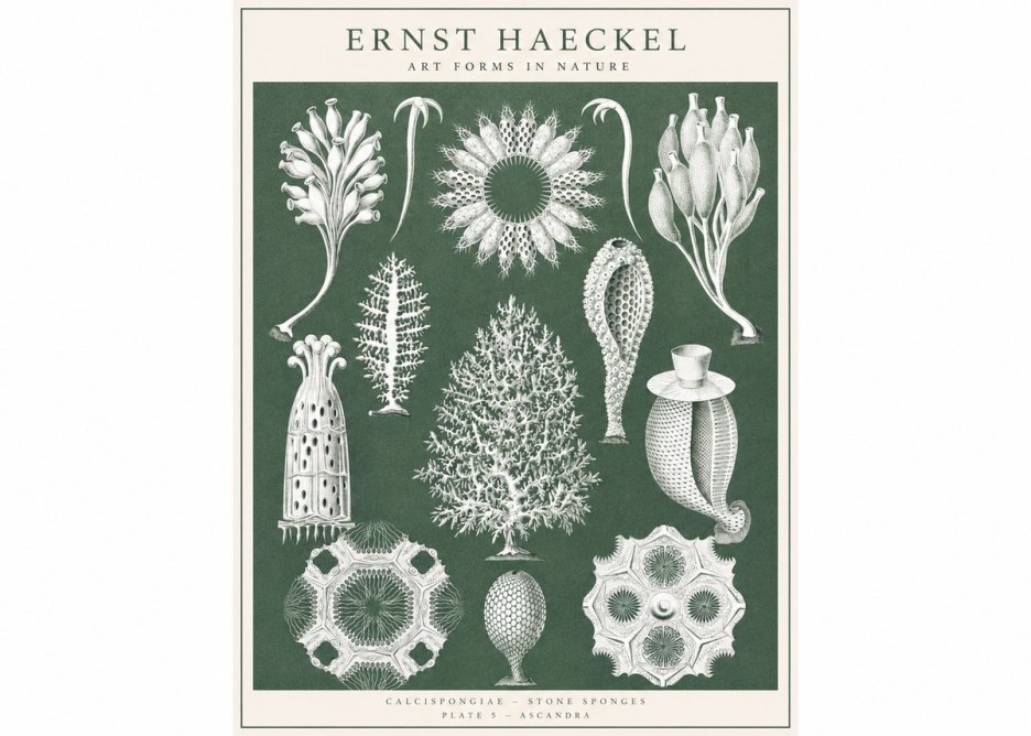 Ernst Haeckel Calcispongiae - Calcisponiges - Plate 5 - Asconia No3 - Poster