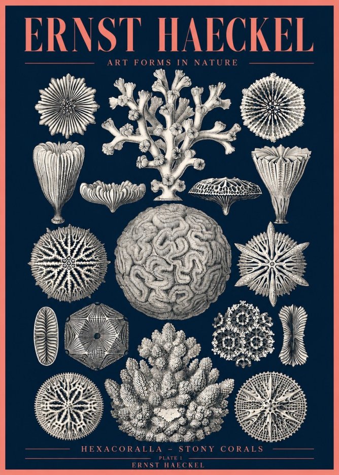 Ernst Haeckel Hexacoralla – Six-rayed Corals No4 - Poster