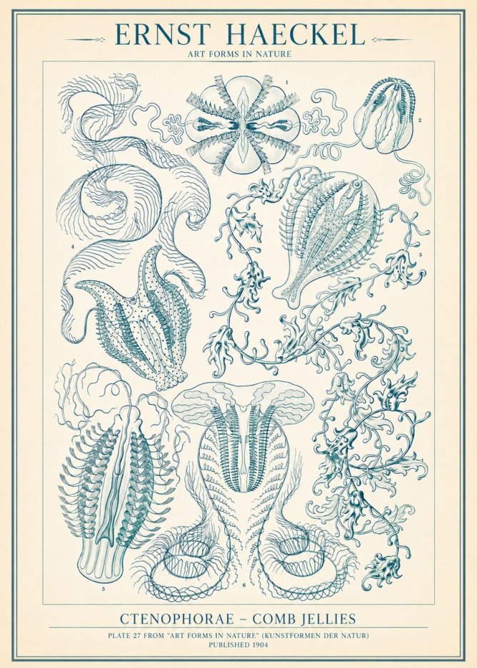 Ernst Haeckel Ctenophoræ – Comb Jellies No2 - Poster
