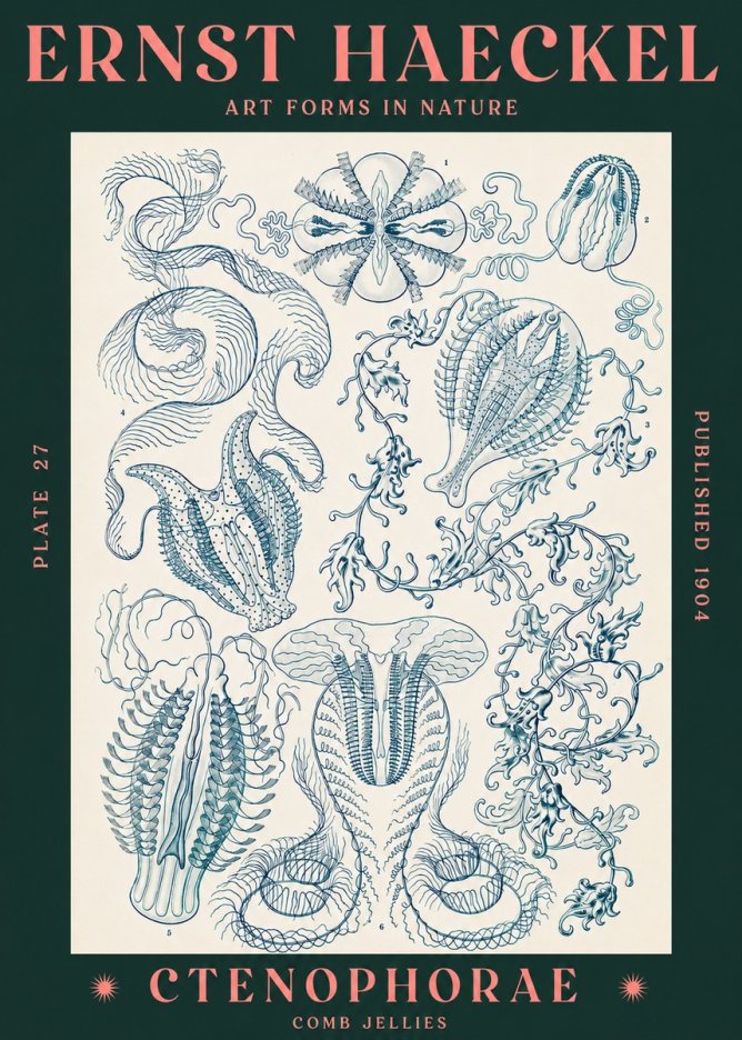 Ernst Haeckel Ctenophoræ – Comb Jellies No3 - Poster