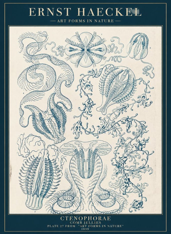 Ernst Haeckel Ctenophoræ – Comb Jellies No5 - Poster
