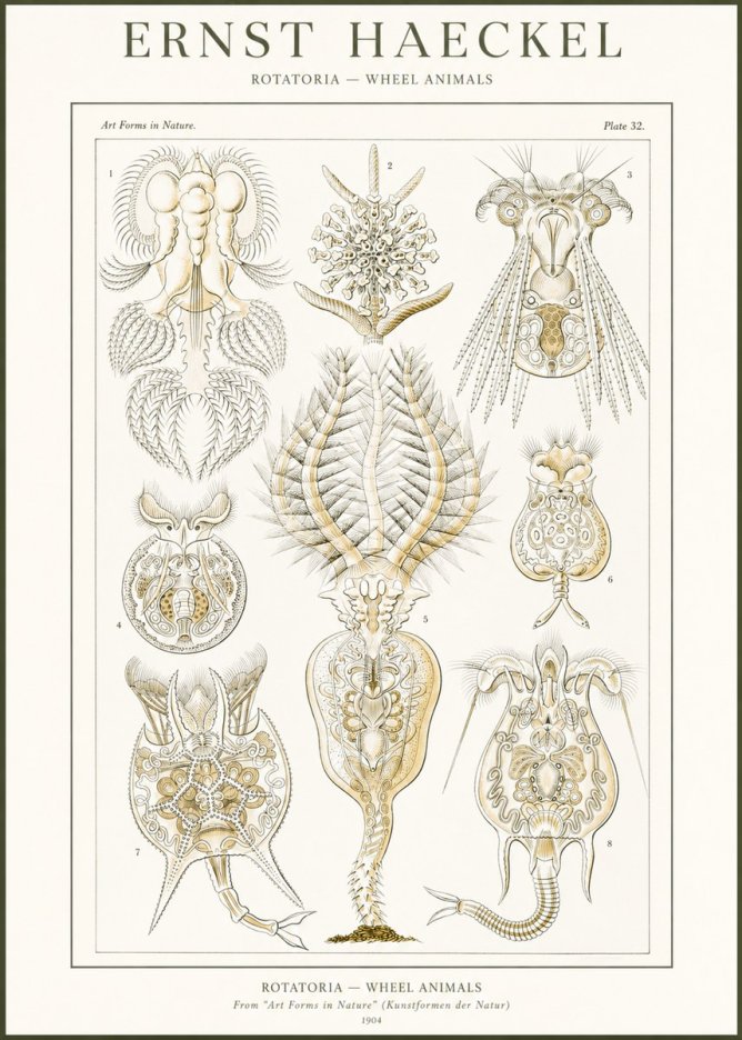 Ernst Haeckel Rotatoria - Wheel Animals No2 - Poster