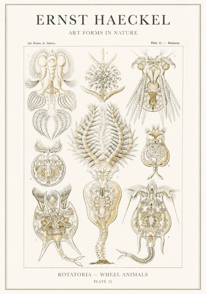 Ernst Haeckel Rotatoria - Wheel Animals No3 - Poster