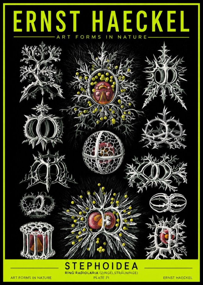 Ernst Haeckel Stephoidea No2 - Poster