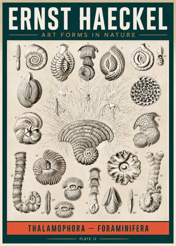 Ernst Haeckel Thalamophora – Foraminifera Plate 12 No2 - Poster