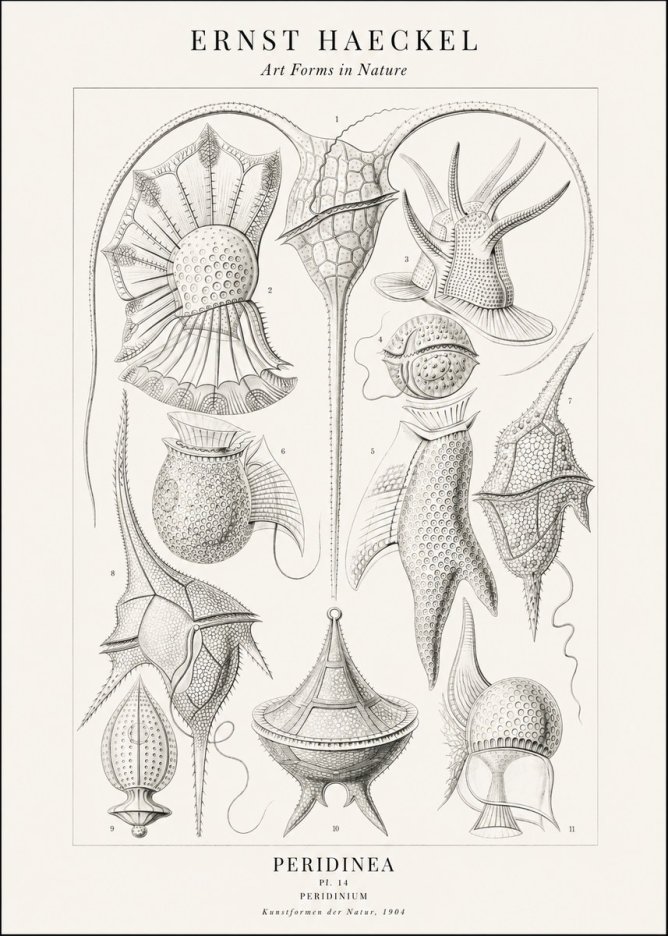 Ernst Haeckel Peridinea No2 - Poster