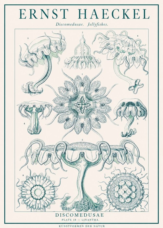 Ernst Haeckel Discomedusae. Jellyfishes. No1 - Poster